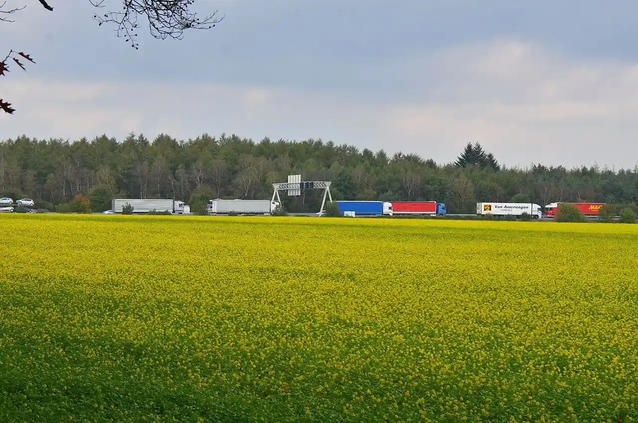 Een rij vrachtwagens op de A12 bij Schaarsbergen achter een geel bloeiend akkerveld
